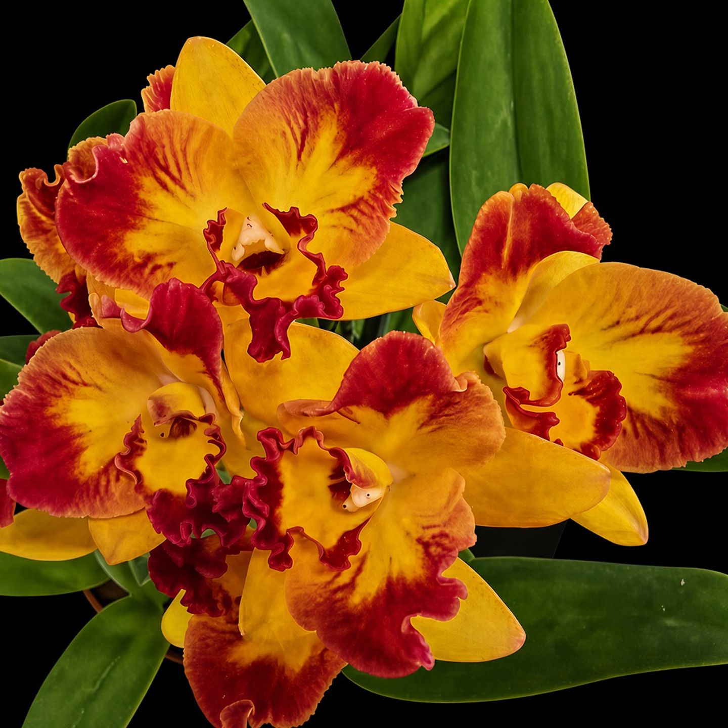 Cattleya Kiwi Surprise 'Firevale' AD/NZOS