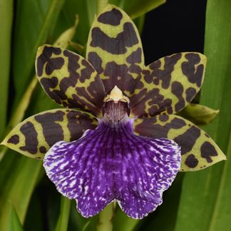 Neopabstopetalum Liam Dee "Muriwai'