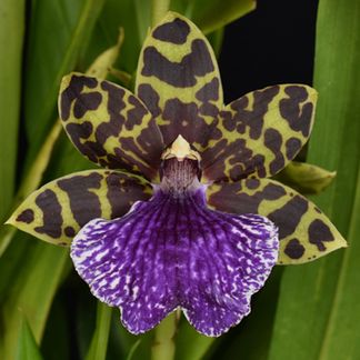 Neopabstopetalum  Kiwi Horizon 'Minty' HCCNZOS