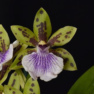 Neopabstopetalum Kiwi Horizon 'Lavendar & Lime' HCCNZOS