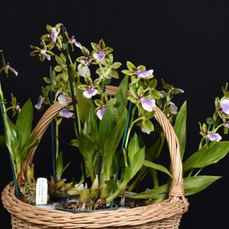 Neopabstopetalum Kiwi Horizon - PBA
