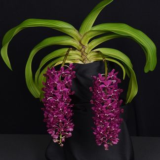 Rhynchostylis gigantea 'Ruby' AMNZOS