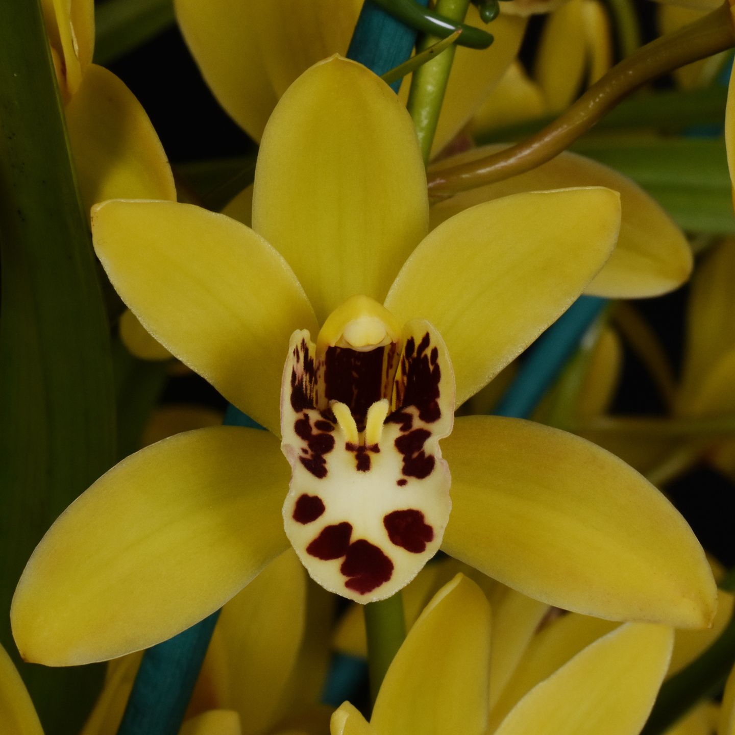 Cymbidium Summer Gold 'Redvale' CC/NZOS