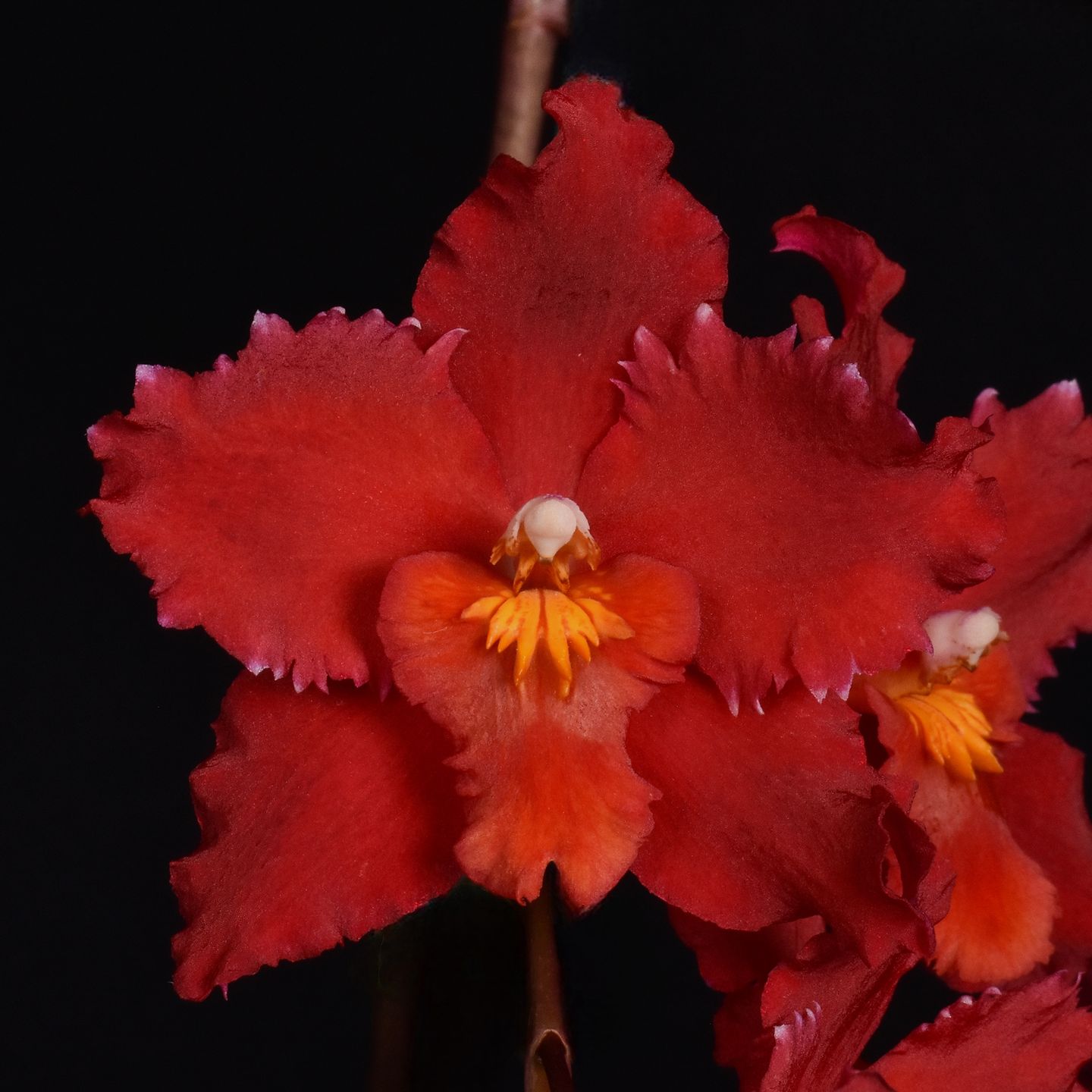 Oncidium Californian Bazevale AN/NZOS