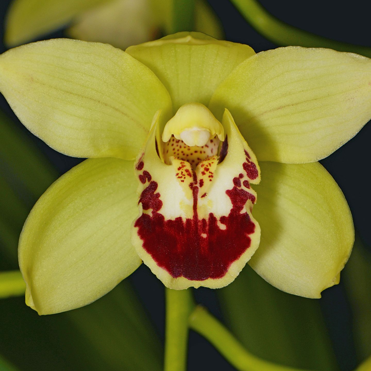 Cymbidium Kiwi Olive 'Extra Virgin' HCCNZOS