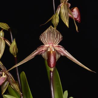 Paphiopedilum rothchildianum, 'Dan'