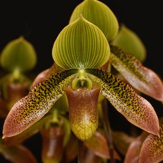 Paph. Debbie Robinson AM