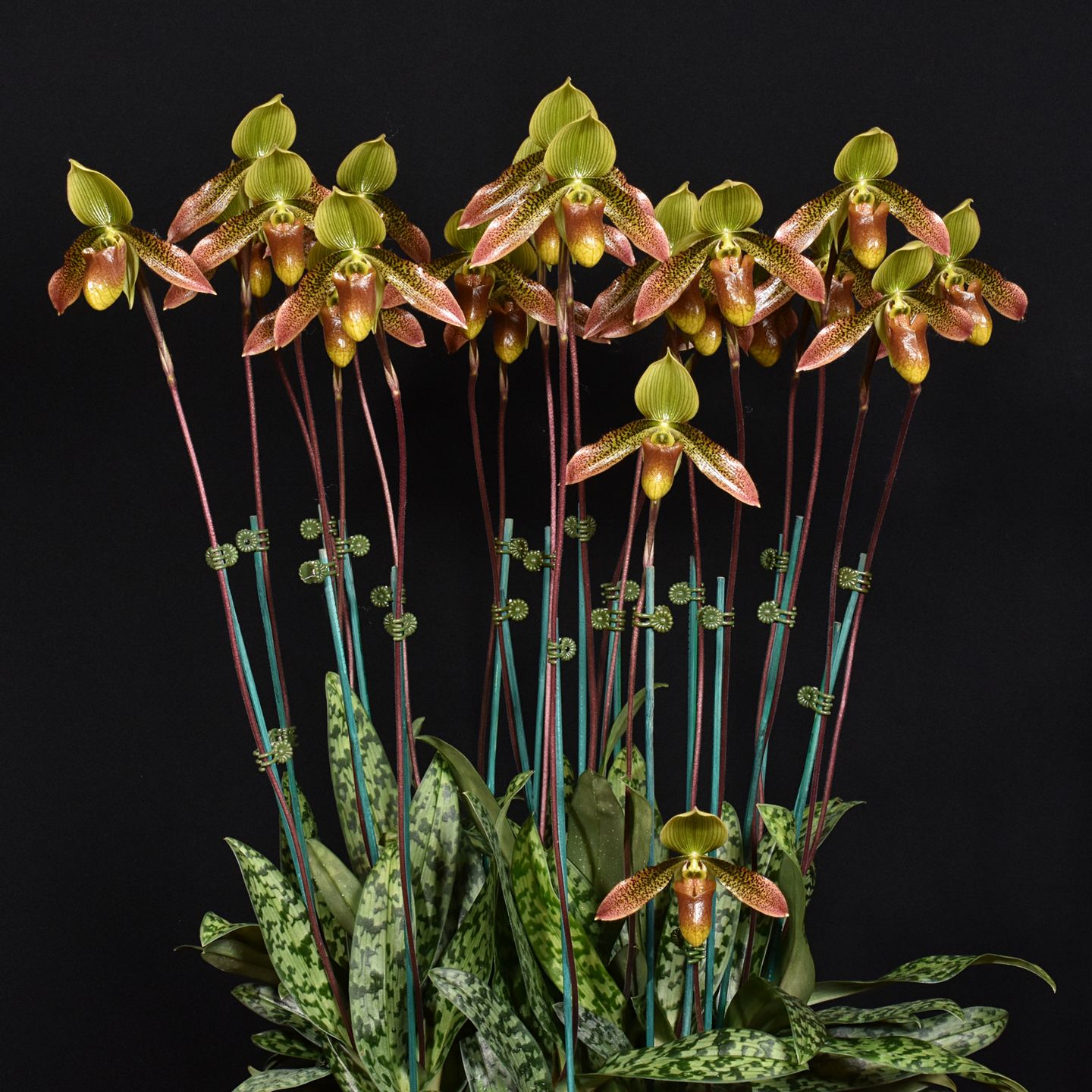 Paph. Debbie Robinson