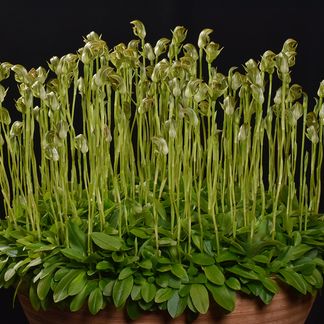 Pterostylis curta 'Dabel' AN/NZOS