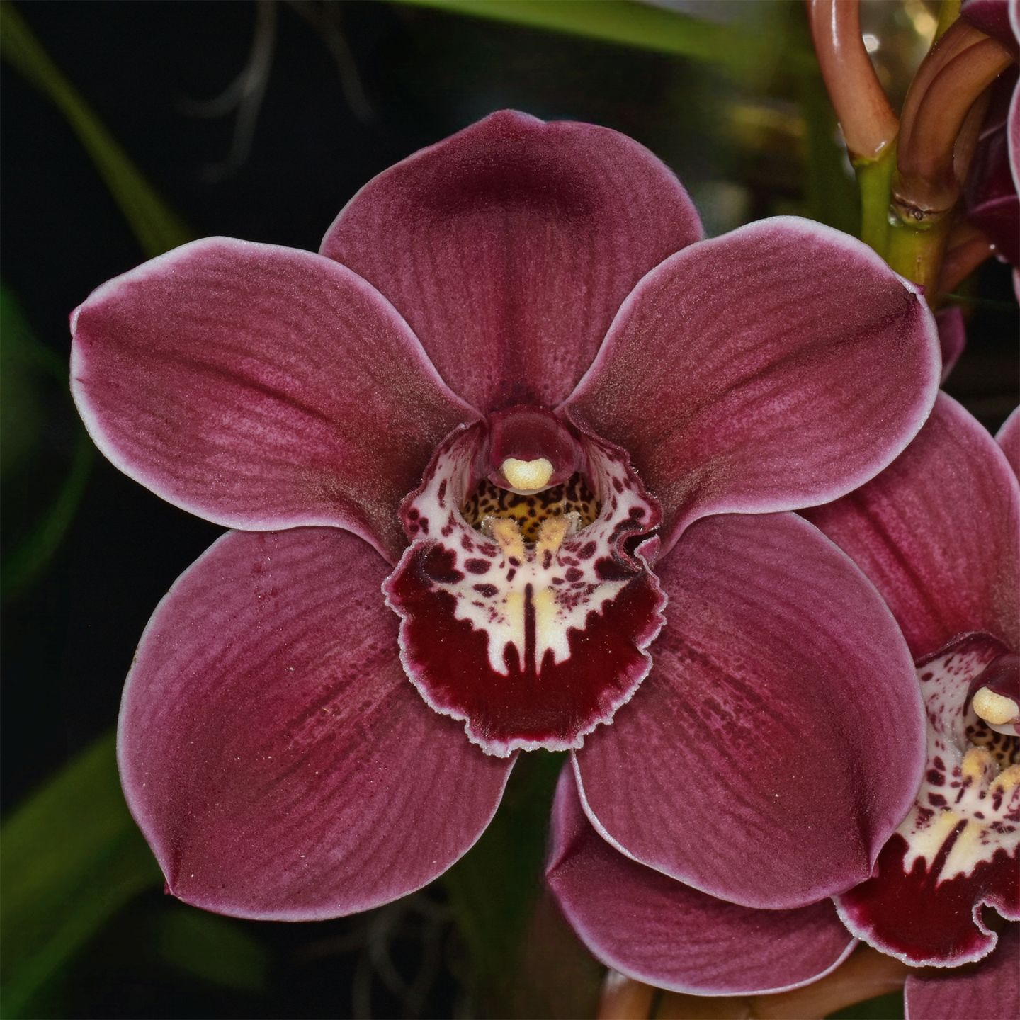 Cymbidium Clarisse Austin 'carmela' HCC/NZOS
