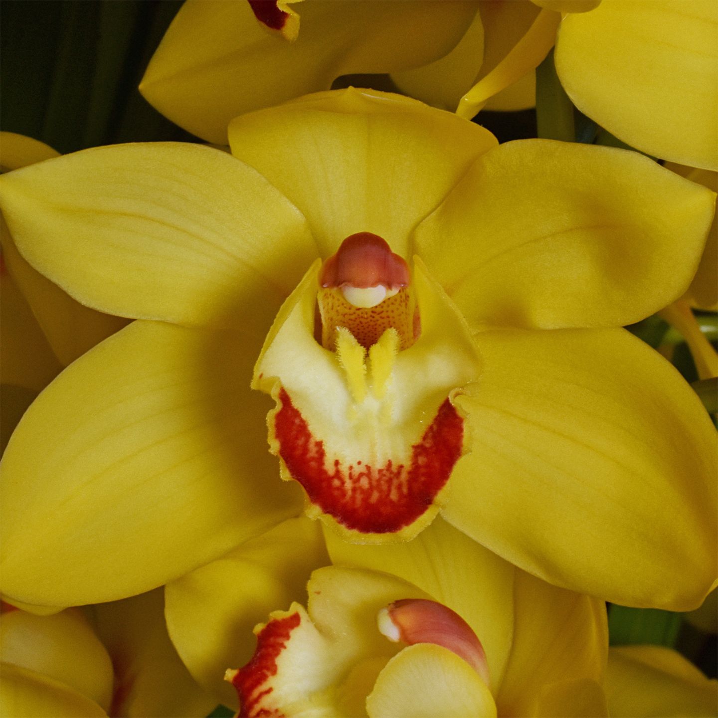 Cymbidium Coraki Glowing 'Carmen'