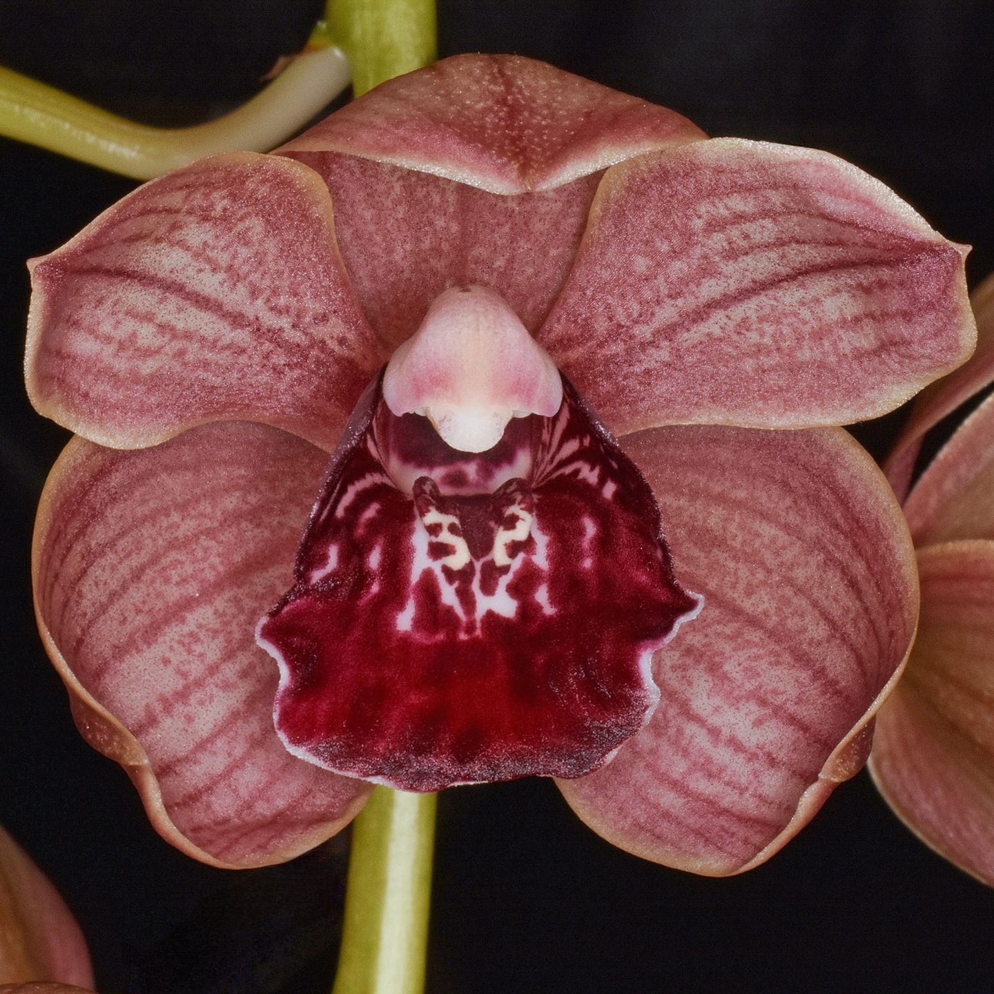Cymbidium Kiwi Belmont 'Cute,