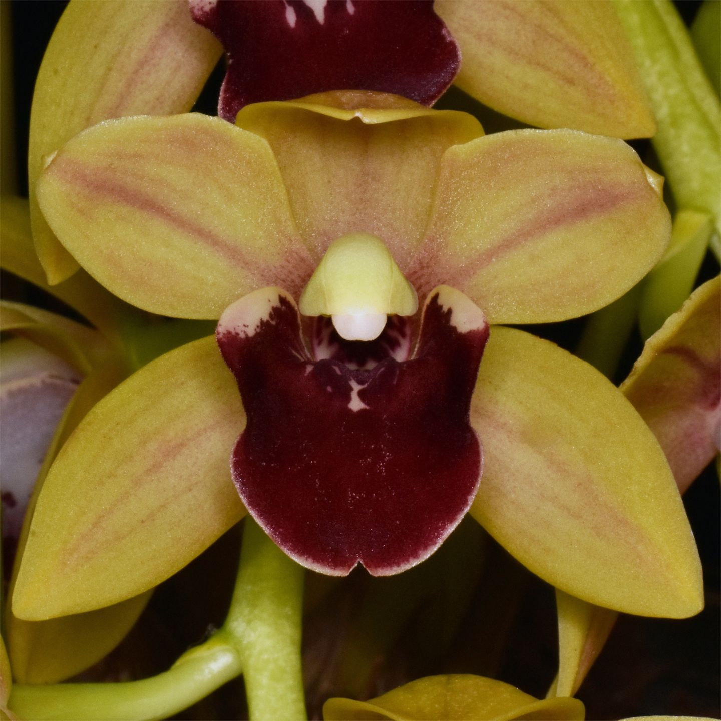 Cymbidium Robert Duvall 'Bayswater'