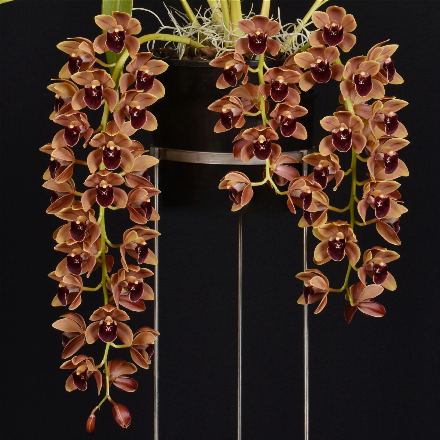 Cymbidium CopperFall 'Josh' AM/NZOS