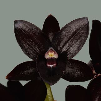 Fredclarkeara After Dark, 'Dark Pearl'