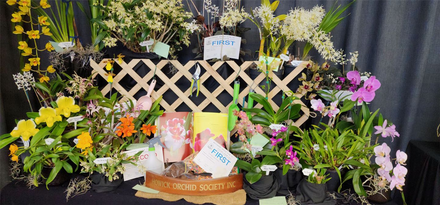 NZOS Orchid Display at Waitakere Orchid Society Show, Kelston 2025
