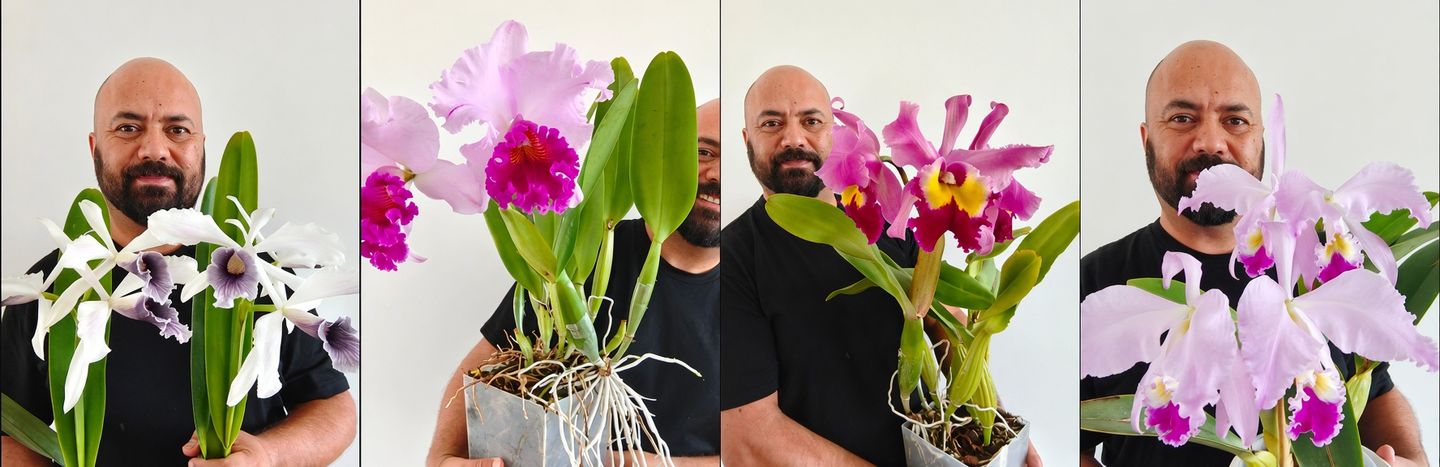 Cattleya grow by Dr Luis Ortiz-cattedral