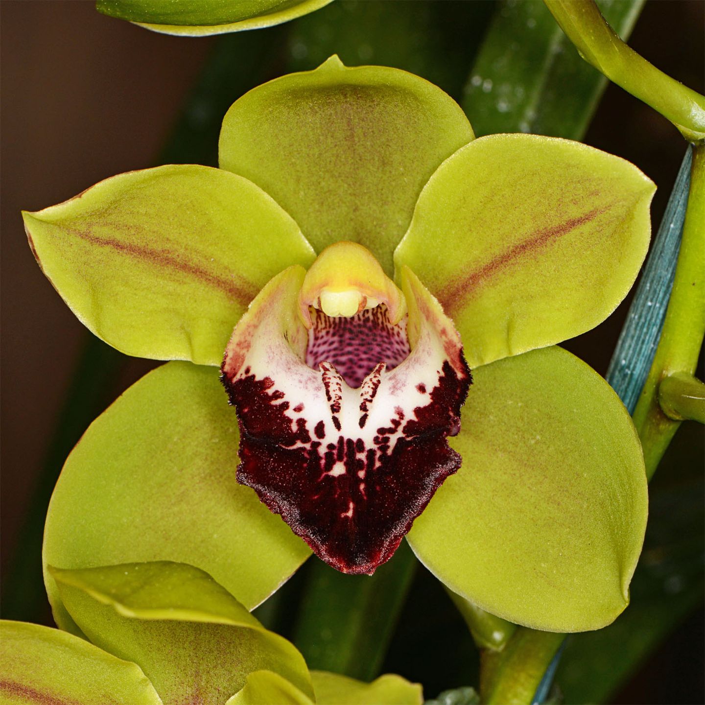 Cymbidium Irish Wine, 'Black Eye'