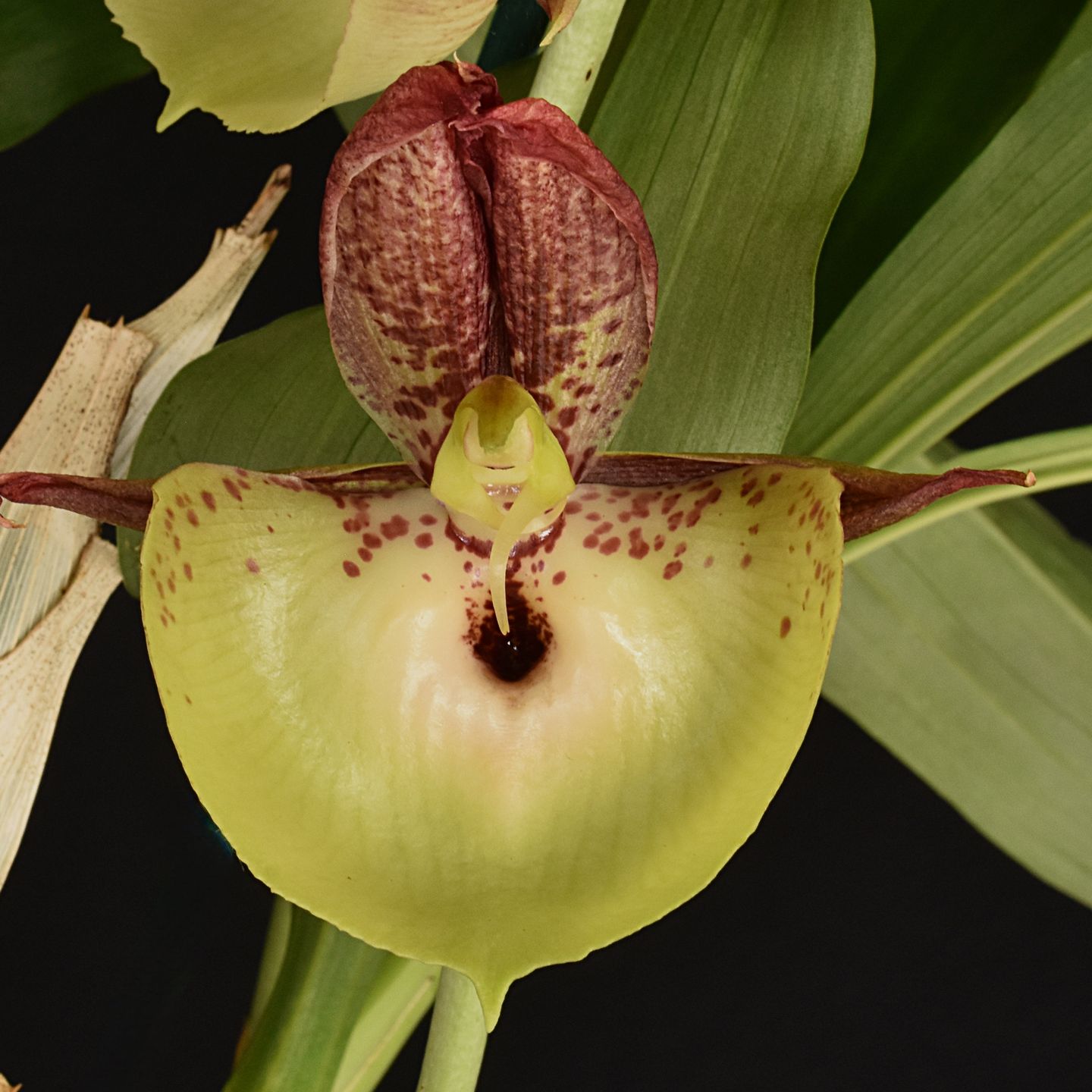 Catasetum Christine Chowning 'Ronnie' AM/NZOS