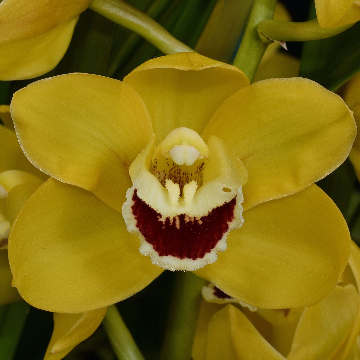 Cymbidium Ben Singer 'Bayswater' AM/NZOS