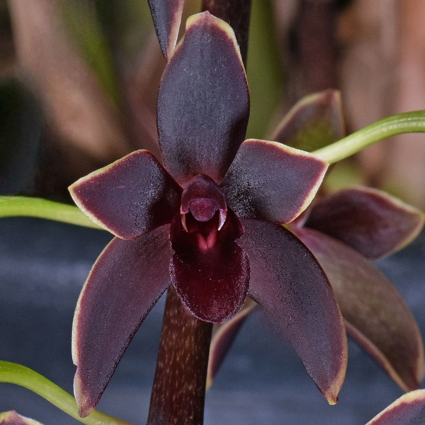 Cymbidium Black Stump 'Come in Spinner' AM & CC/NZOS