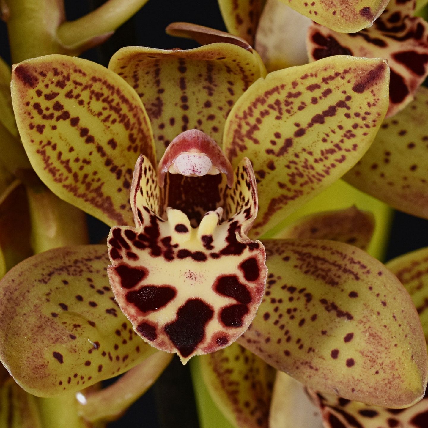 Cymbidium Misdona 'Mick's Creation' HCC/NZOS