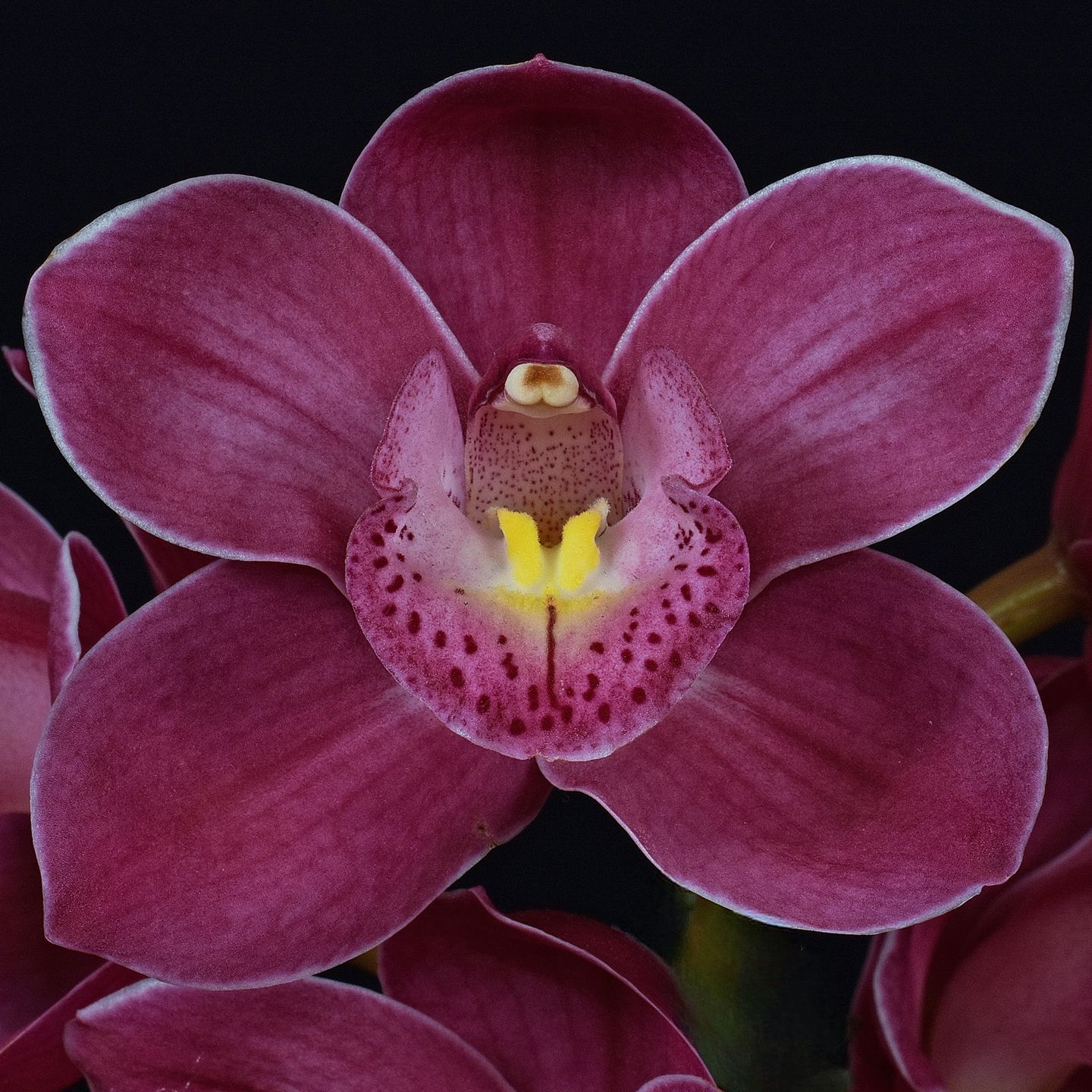 Cymbidium Valley Olympic 'Pink Perfection' HCC/NZOS