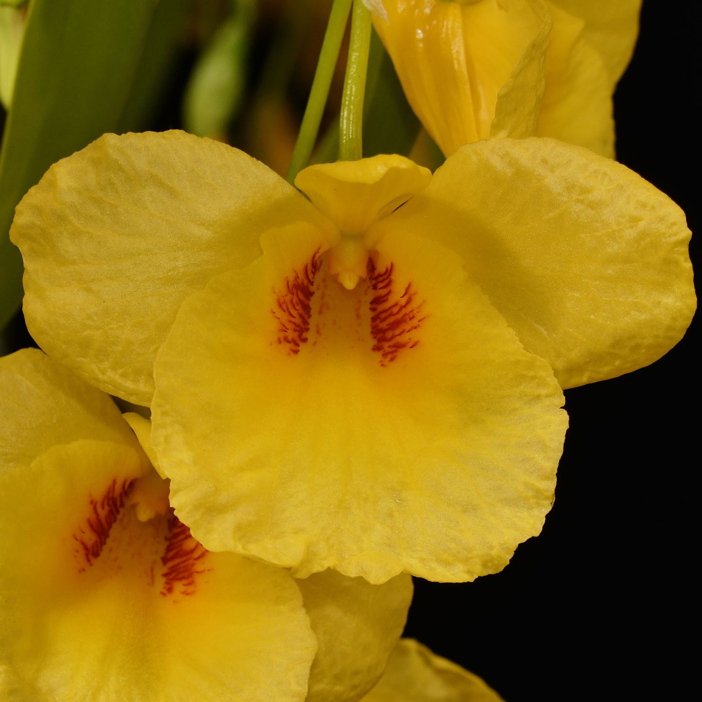 Dendrobium Golden Aya 'Special' AM/NZOS