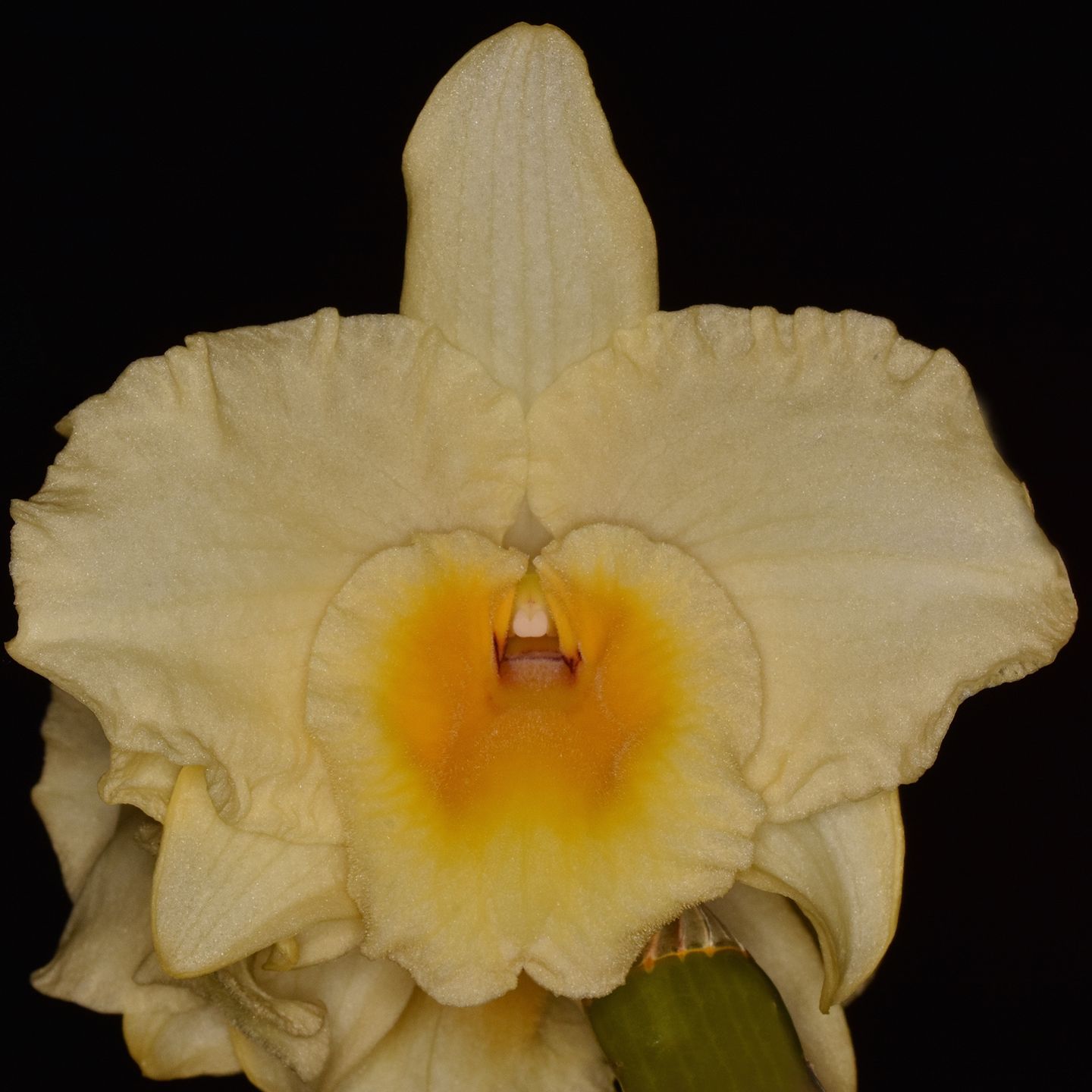 Dendrobium Good Luck 'Kirara' AM/NZOS