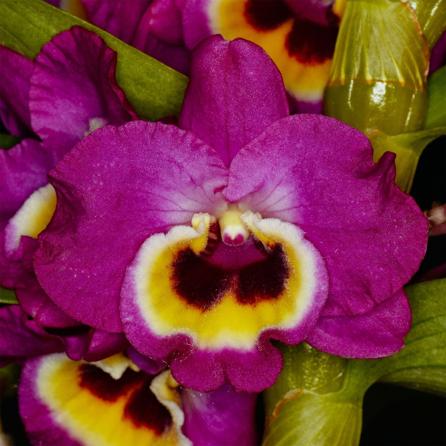Dendrobium Red Emperor 'Prince' HCC/NZOS