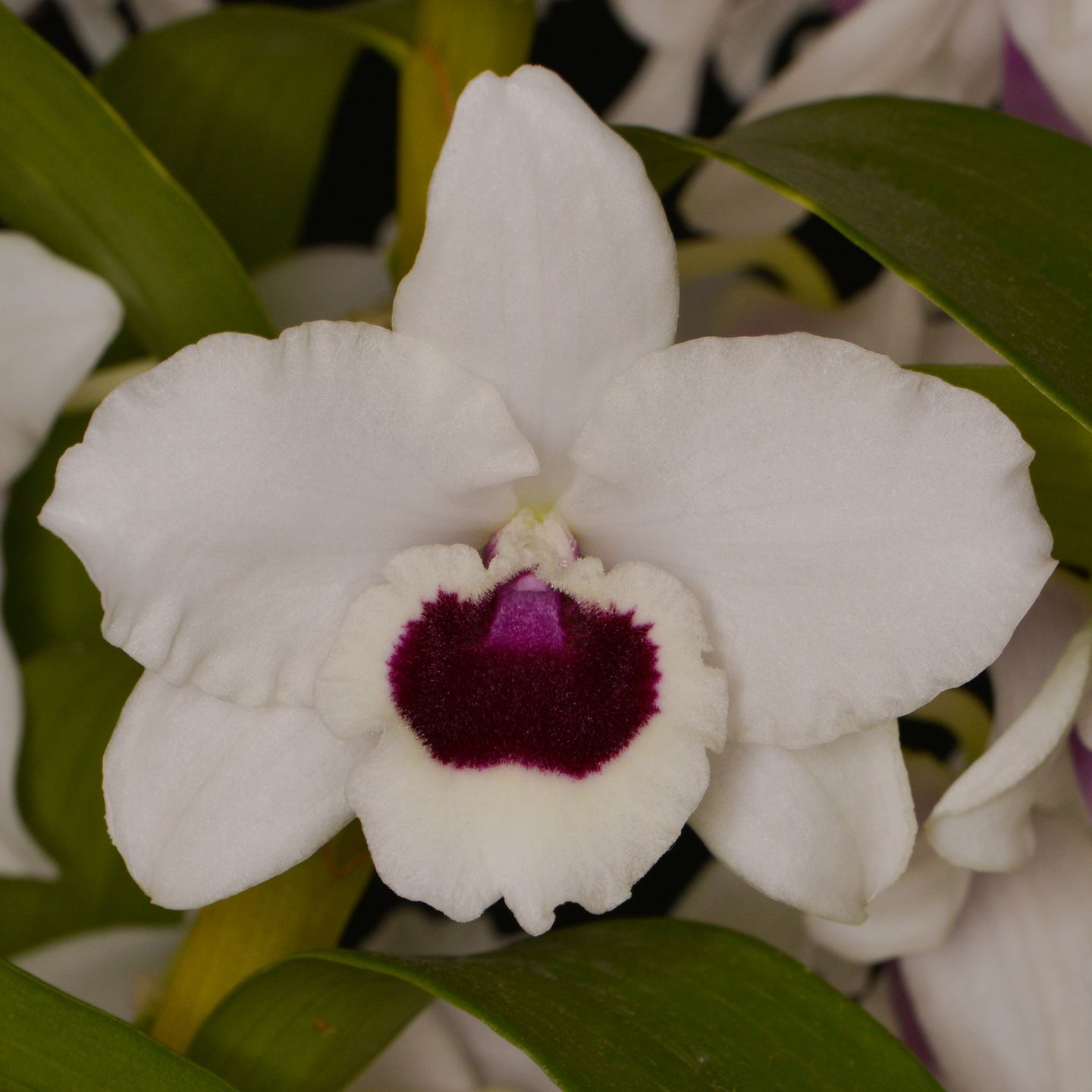 Dendrobium Yukidaruma 'The King' CC/NZOS