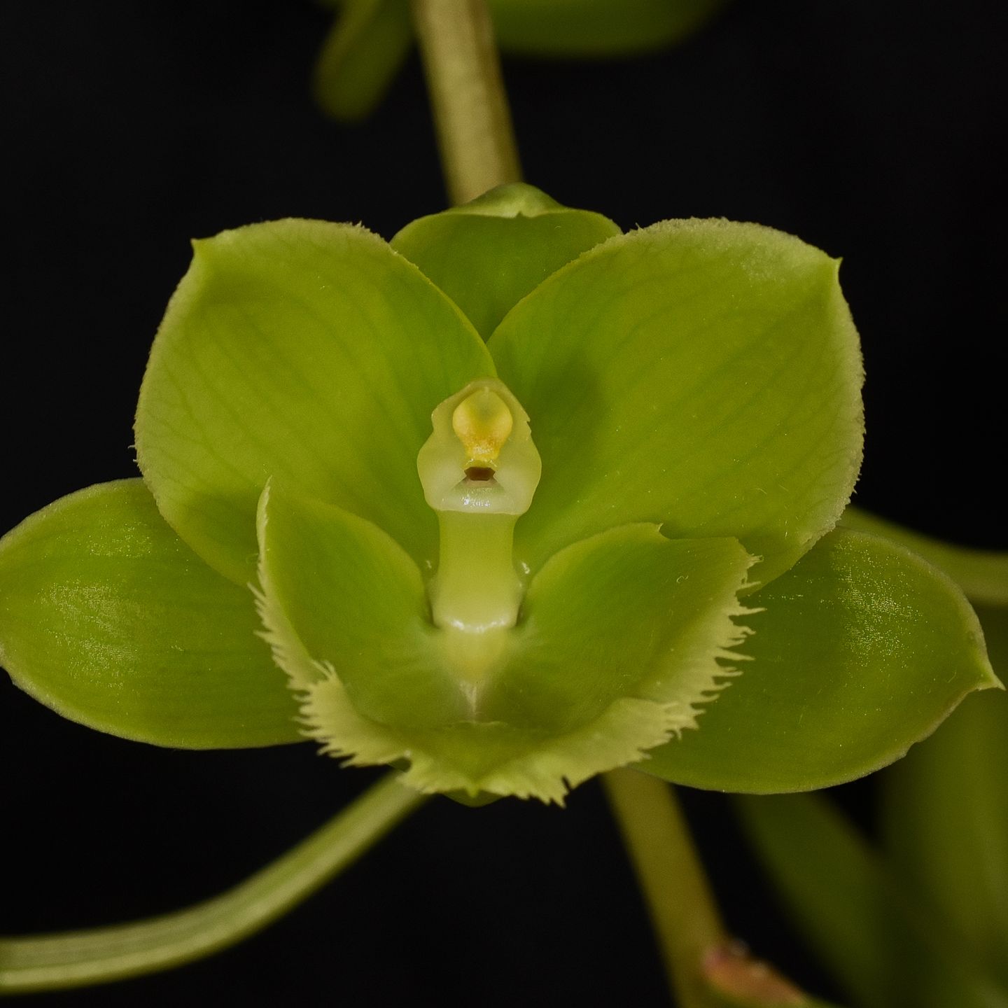 Fredclarkeara Turning Point 'Green Goddess' AM/NZOS