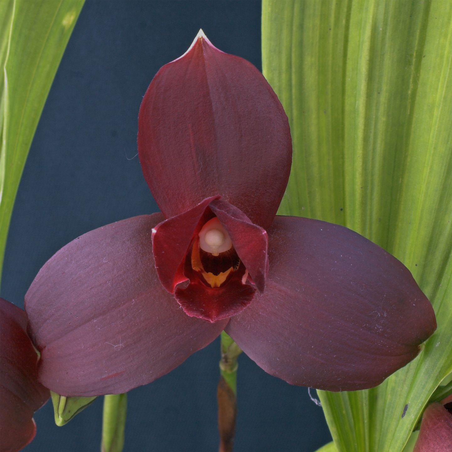 Lycamerlycaste A. Alcorn 'Scarlet O'Hara' AM/NZOS