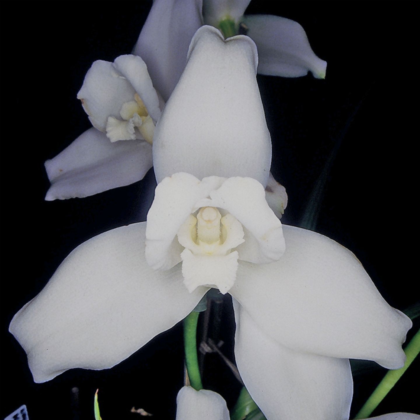 Lycaste Koolena 'Ballerina' CC & HCC/NZOS