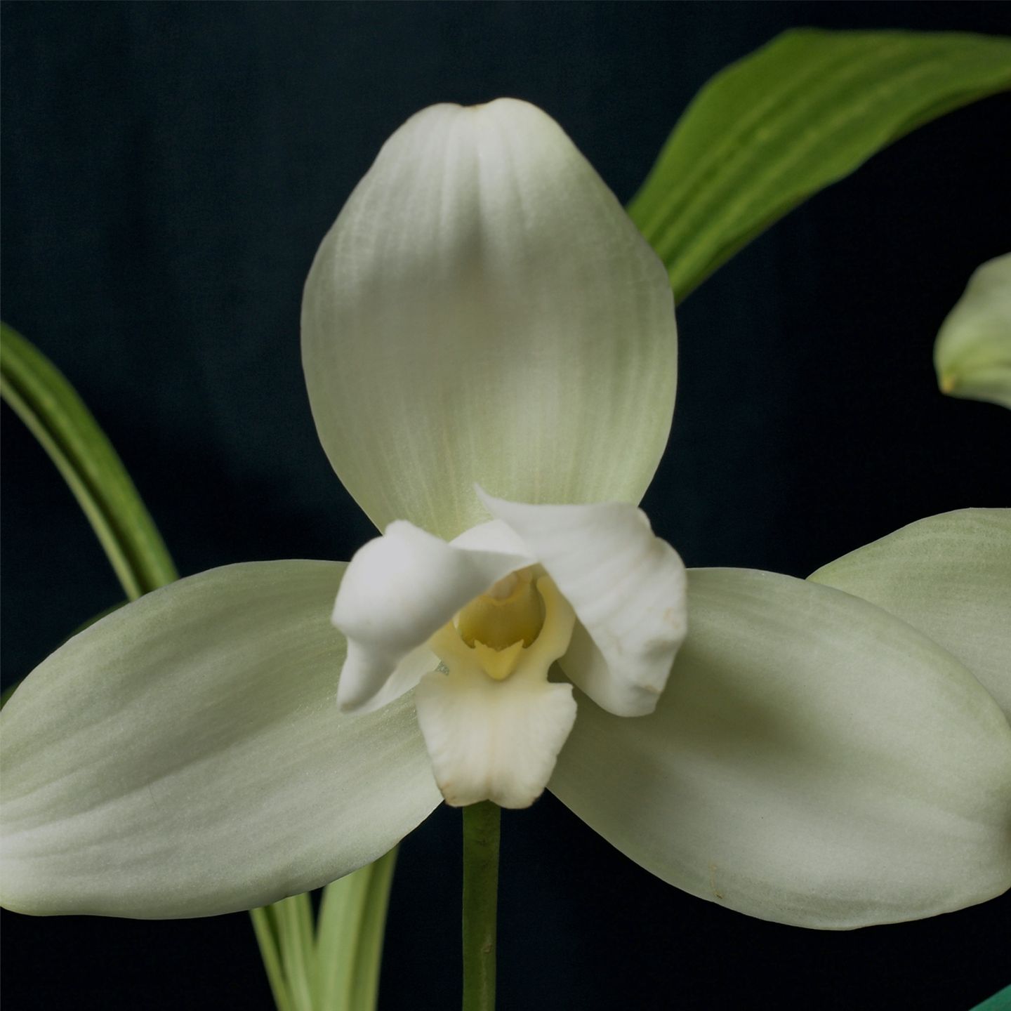 Lycaste Koolena 'Joyce' AM/NZOS