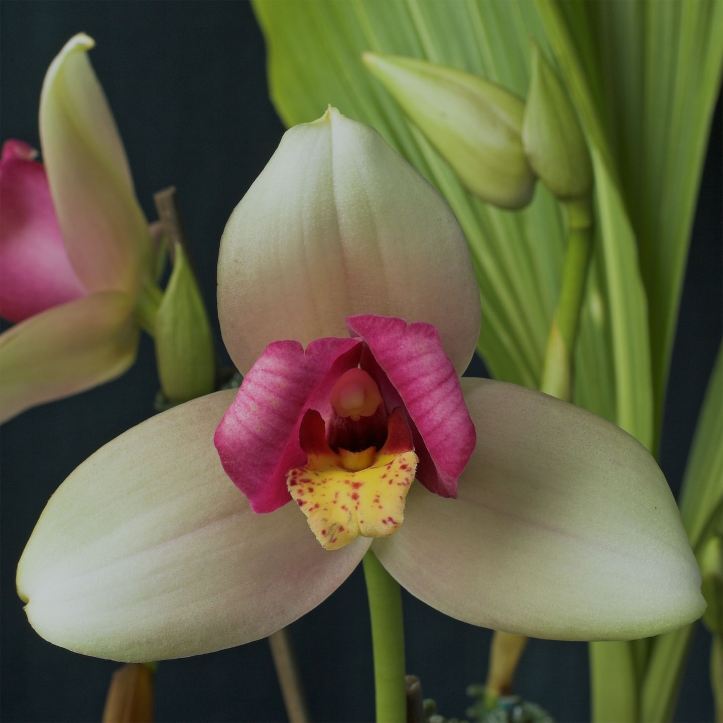 Lycaste Spring Rainbow 'Susan' AM/NZOS