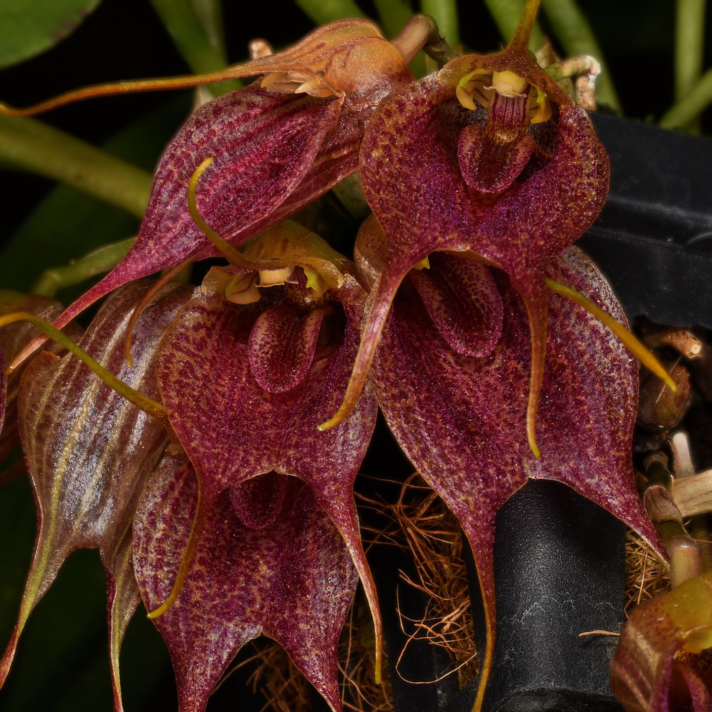 Masdevallia  angulata 'Sincere' CC/NZOS