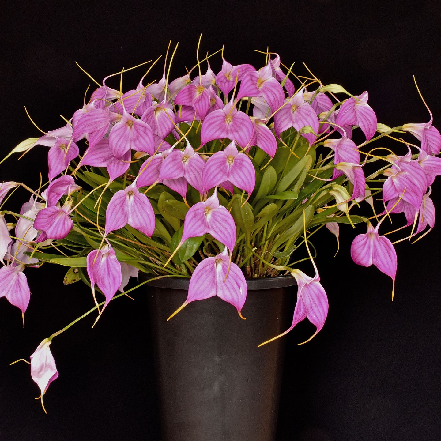 Masdevallia Bella Donna 'Linley' CC/NZOS