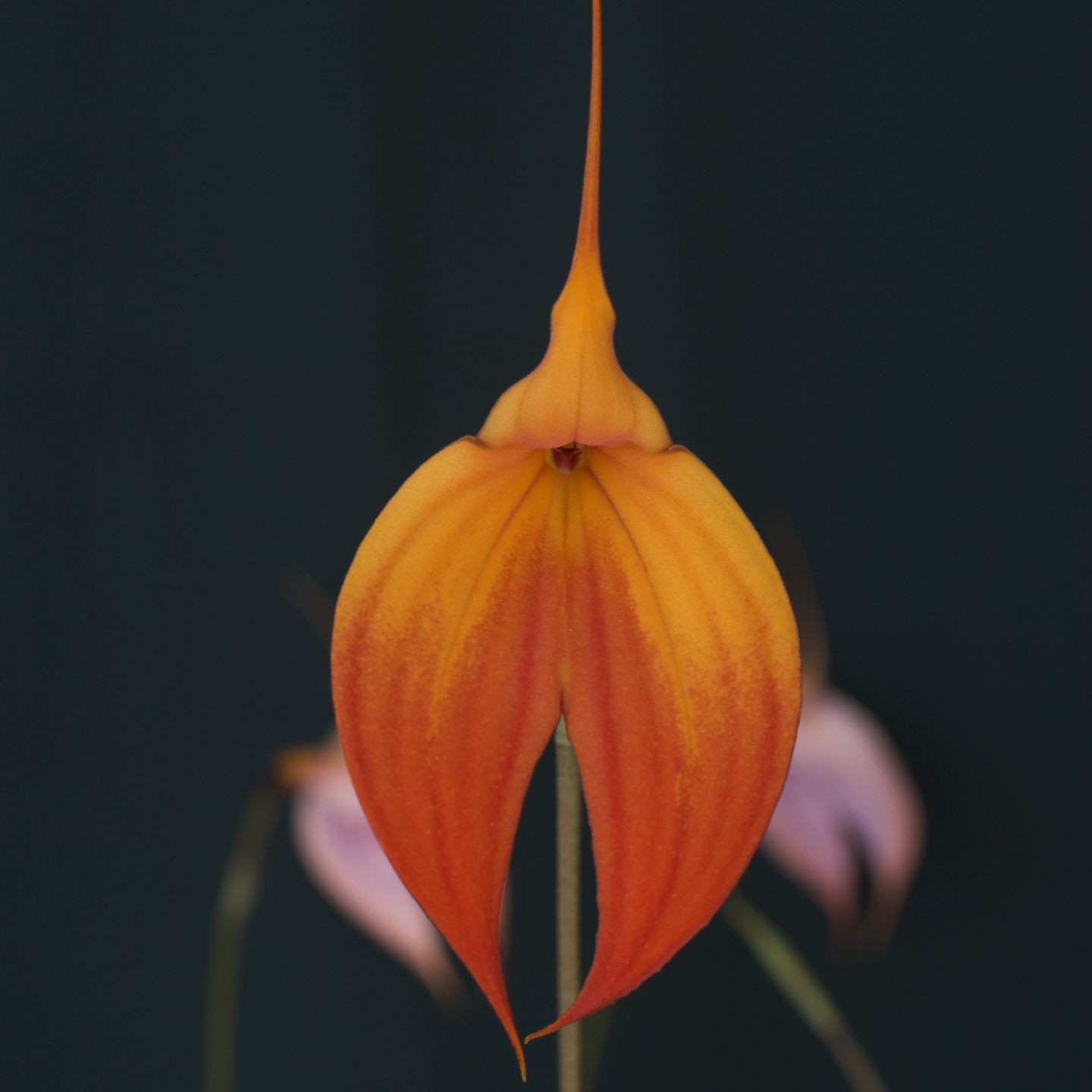 Masdevallia Falcata 'Sunset' AM/NZOS