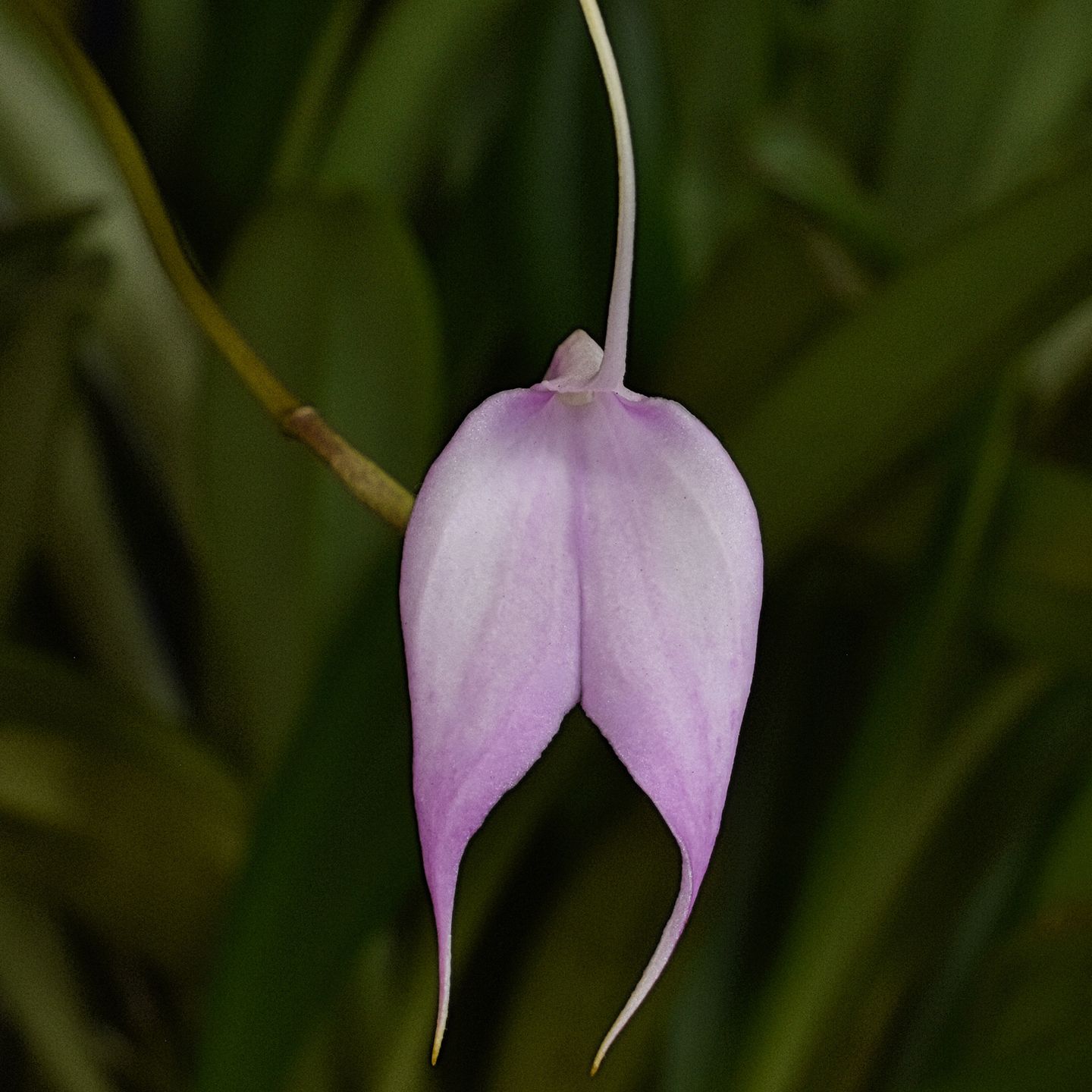 Masdevallia Jeanette 'Daintiness' CC/NZOS
