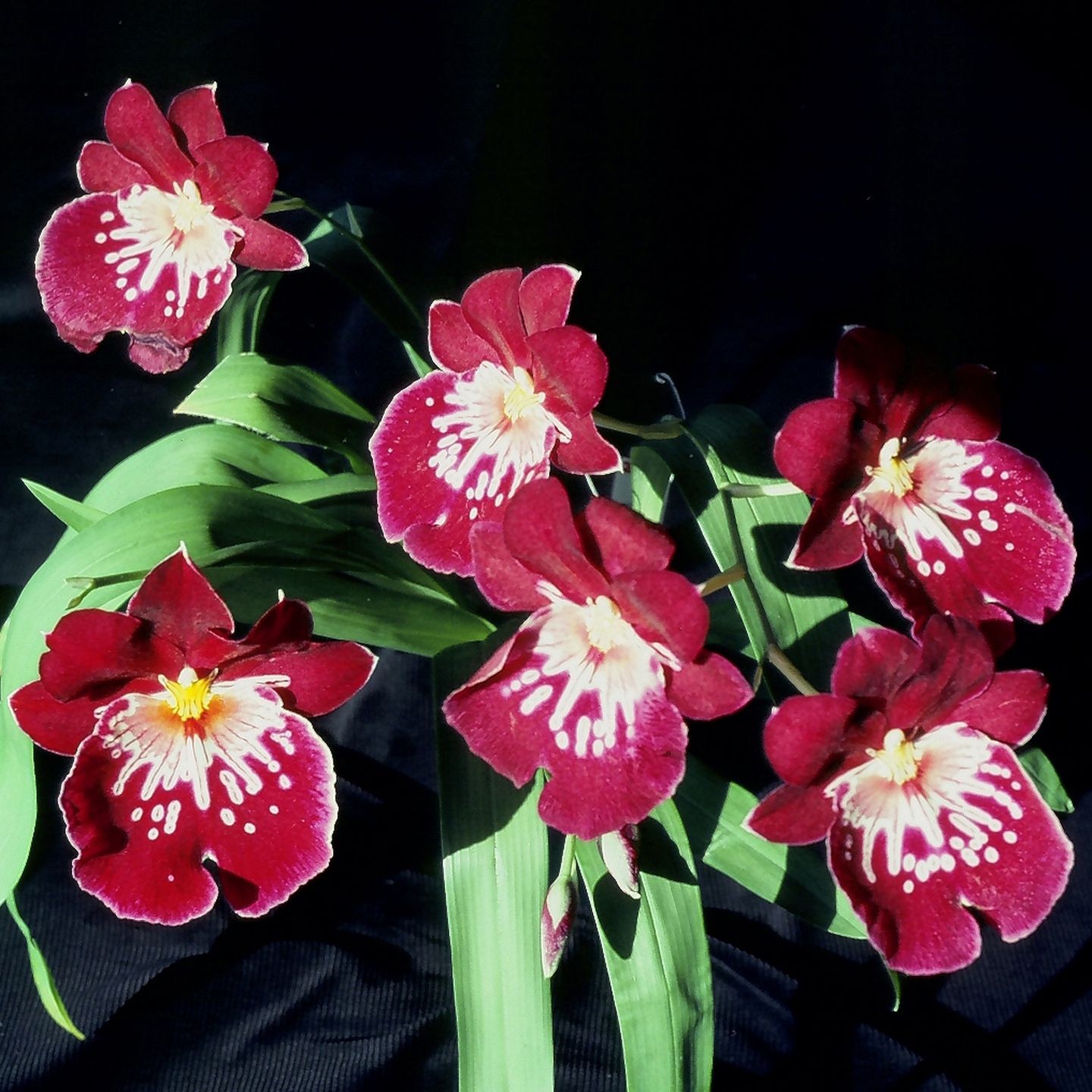 Miltonia Celle ‘Wasserfall’ CC/NZOS
