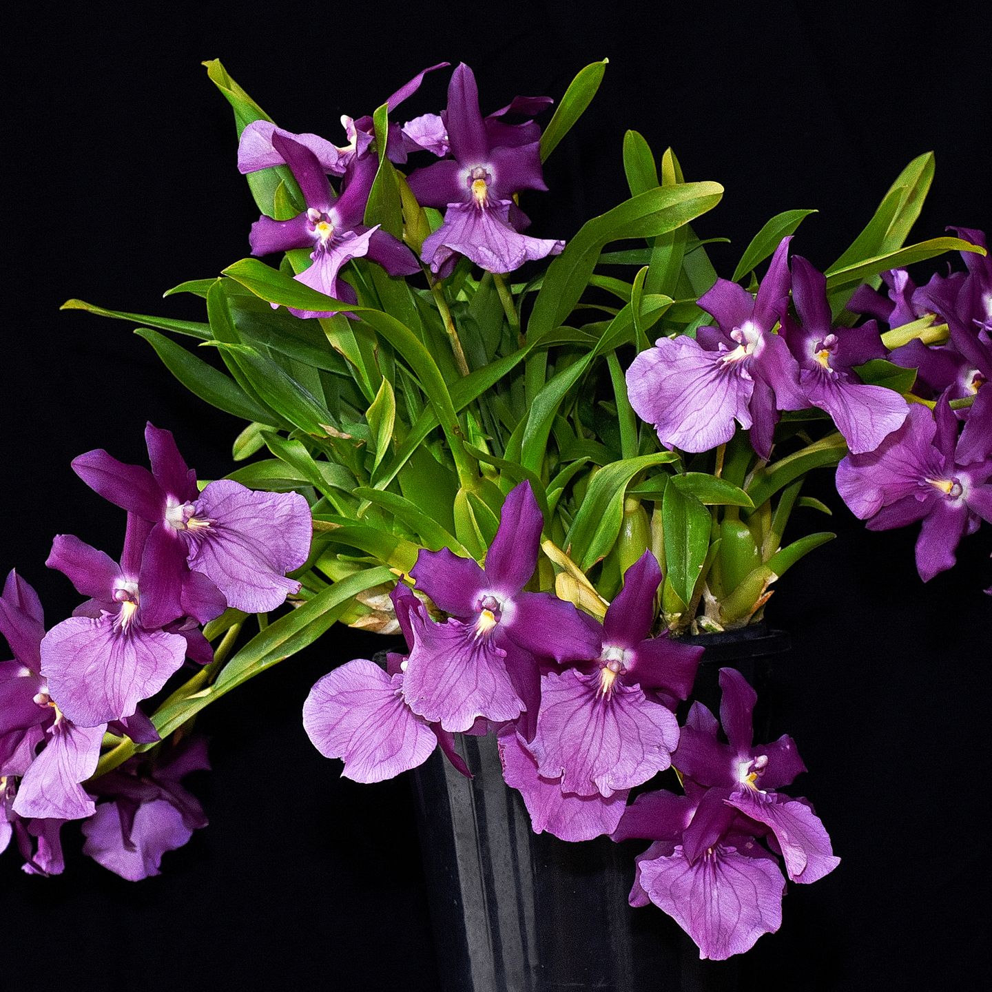 Miltonia Eljahar ‘Bryan’ CC/NZOS