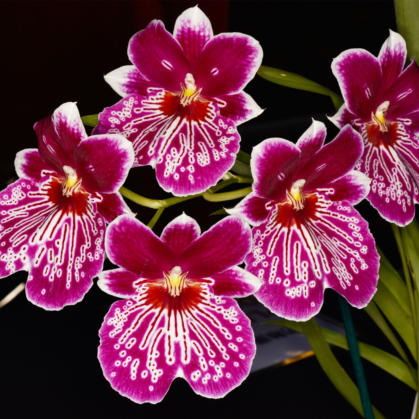 Miltoniopsis Lawless Falls ‘Celeste’ HCC/NZOS