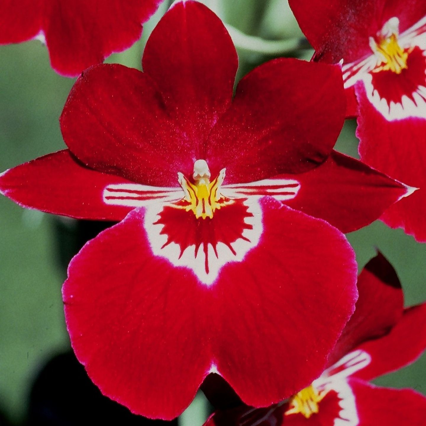 Miltoniopsis Pukekura ‘Marise Clare’ HCC/NZOS
