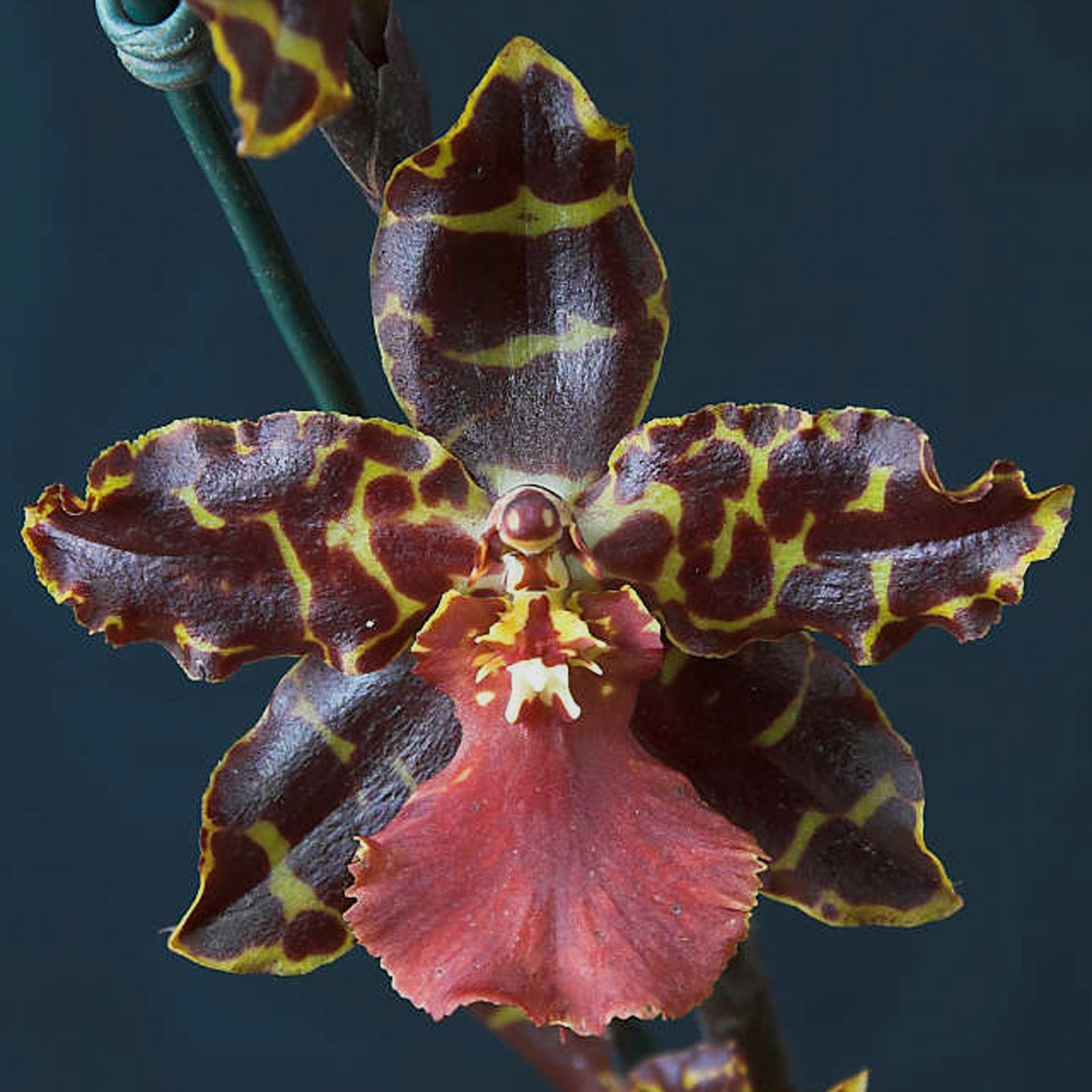 Odontocidium Papatoetoe Prophet 'Prediction'