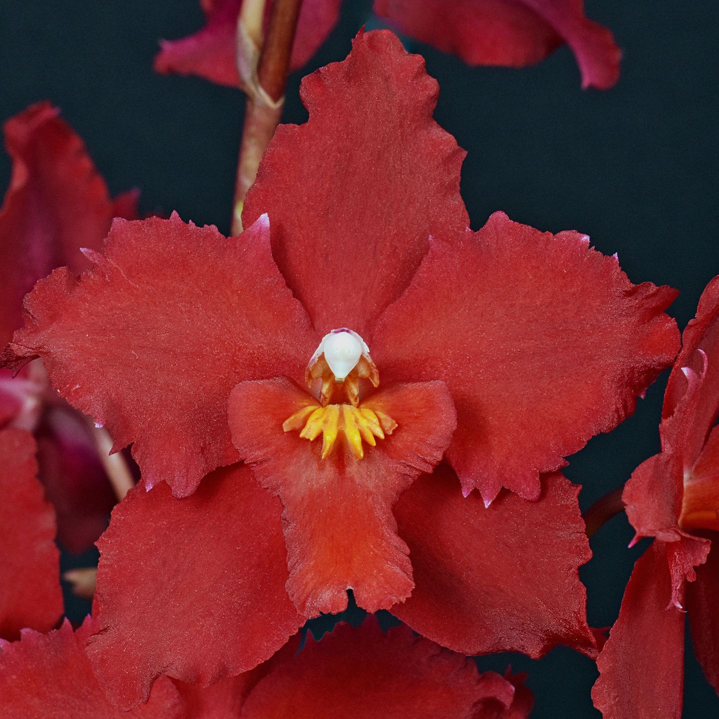 Oncidium Californian Fire 'Redvale' AD/NZOS