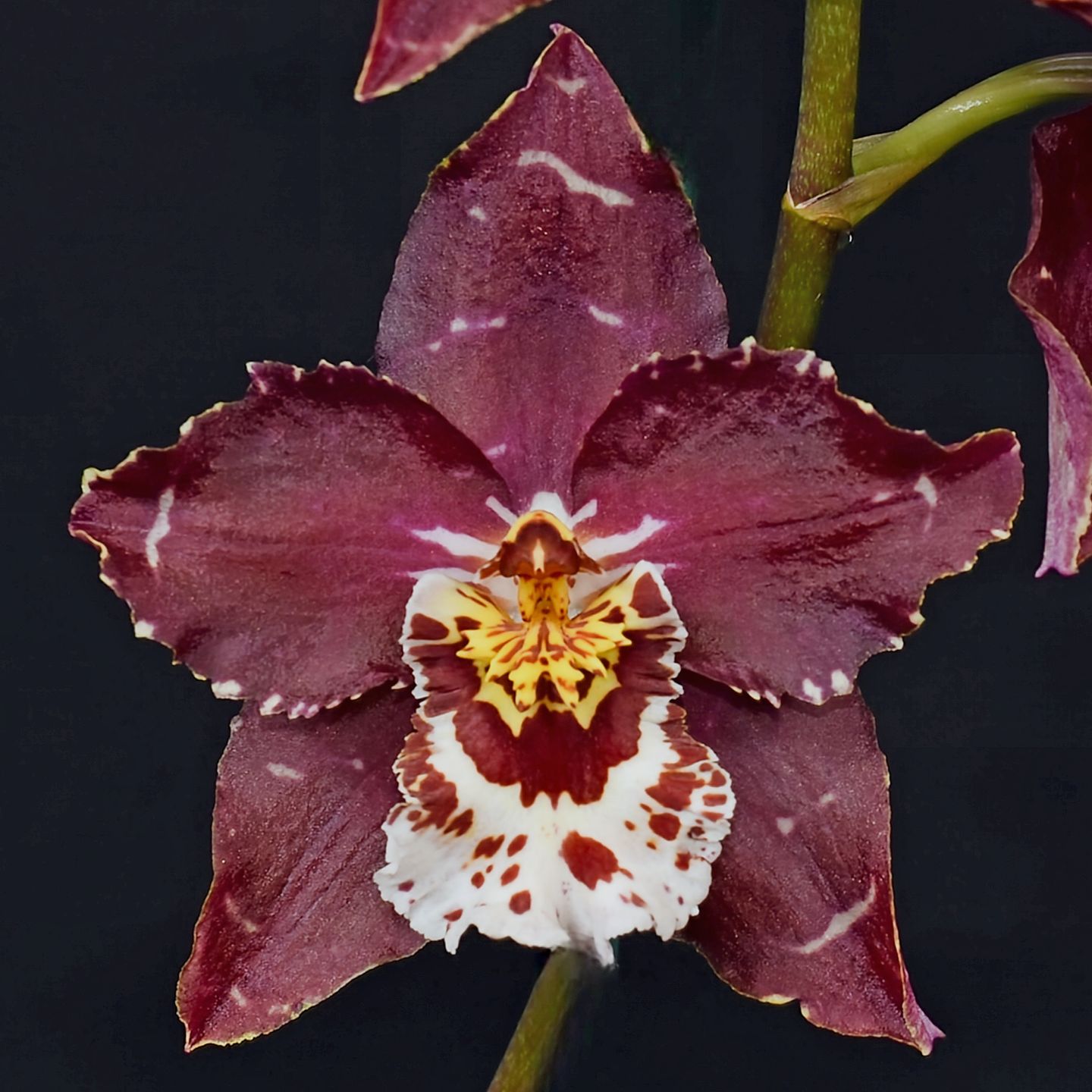 Oncidium Carolyn Woolf 'Redvale' HCC/NZOS 