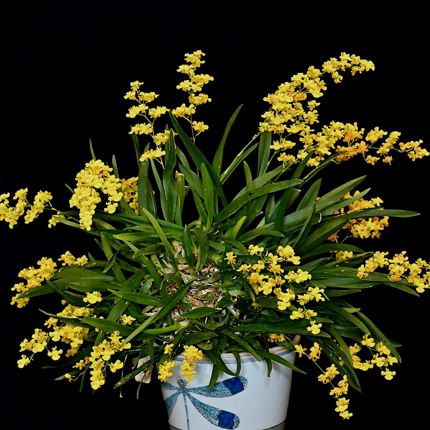 Oncidium cheirophorum 'Kowhai' CC/NZOS
