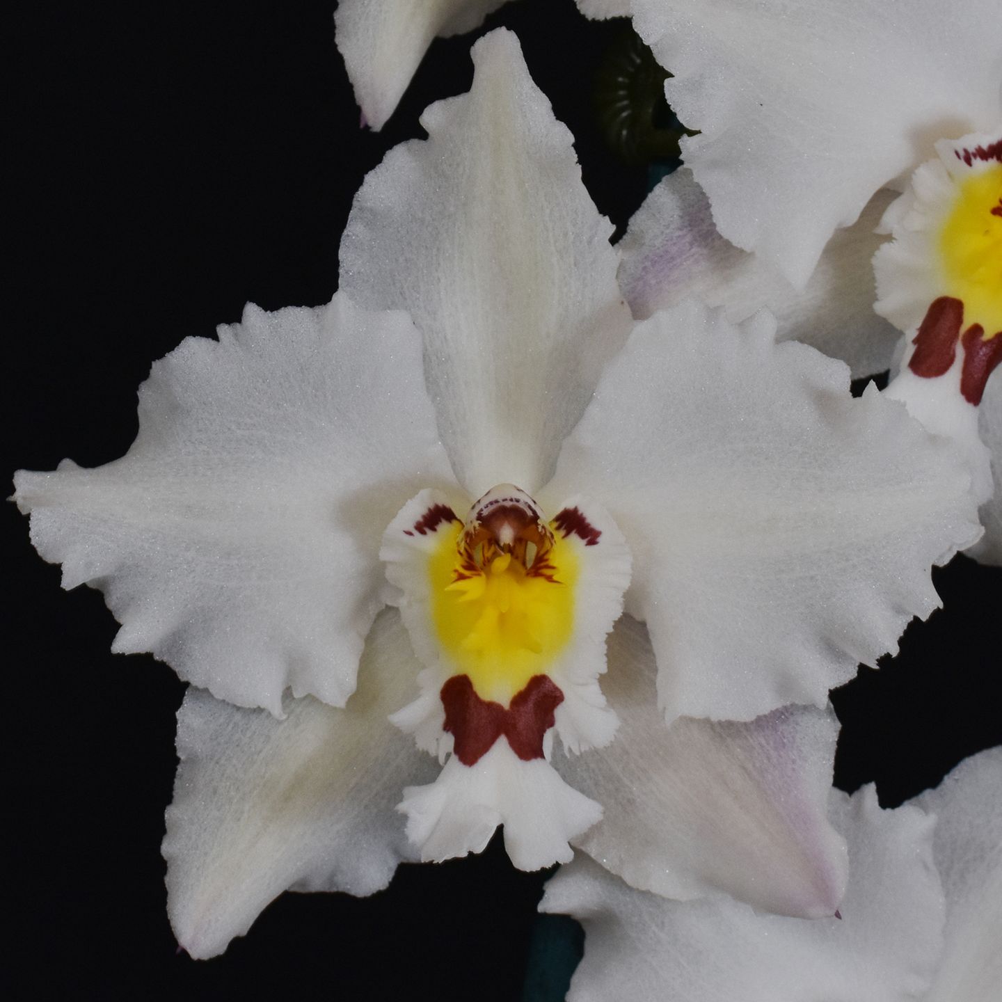 Oncidium Kiwi Snowflake 'Whitevale' AM/NZOS
