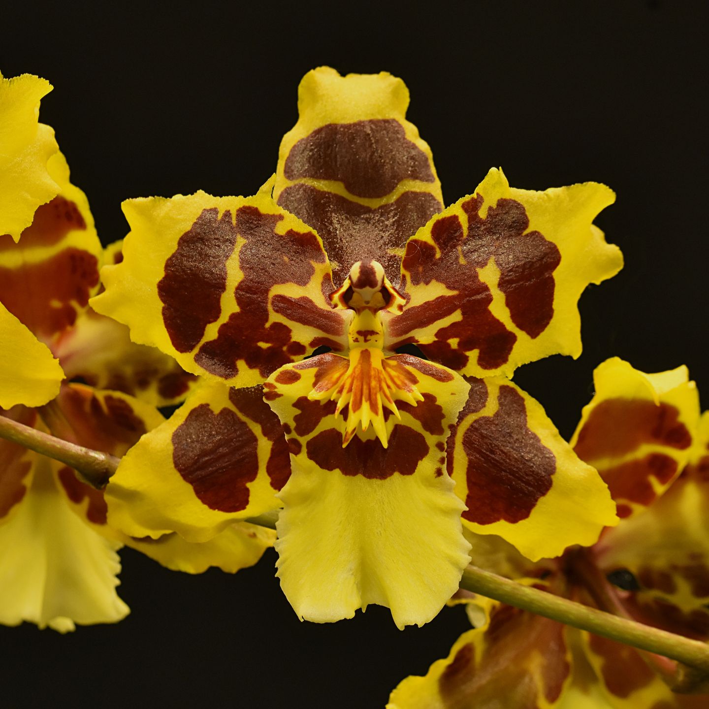 Oncidium Kiwi Susan ‘National Show 2023’ AM NZOS